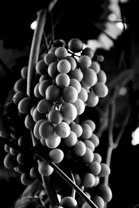 Close-up of fruits