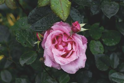 Close-up of pink rose