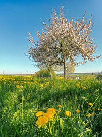 Yellow flowering plants on field