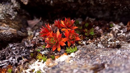 Close-up of red flowers