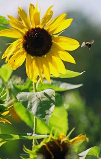 Close-up of sunflower