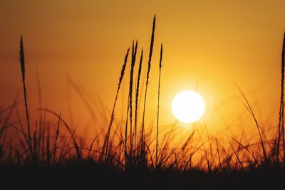 Close-up of silhouette plants on field against orange sky