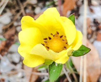 Close-up of yellow flower