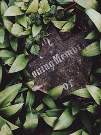 High angle view of plants growing on plant