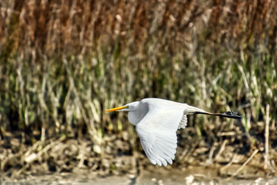 Close-up of a bird flying