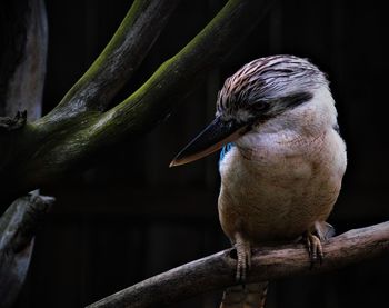 Close-up of bird perching on branch