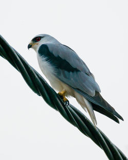 Black winged kite shot at malacca malaysia