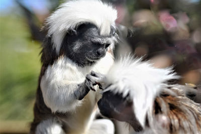 Close-up of a dog