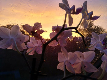 Close-up of white flowers