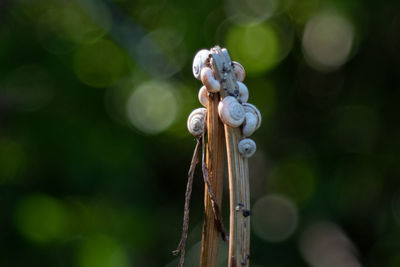Close-up of rope hanging on wood
