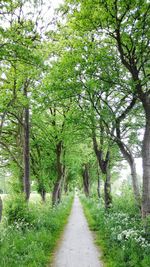 Narrow pathway along trees