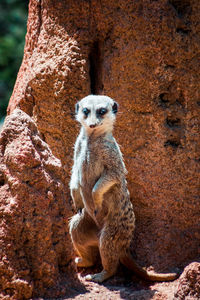 Meerkat perched
