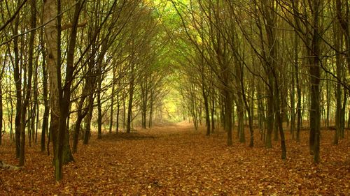 Trees in forest during autumn