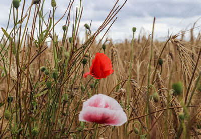 Beautiful red poppy flowers papaver rhoeas in a golden wheat field