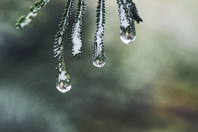 Close-up of icicles on plant during winter