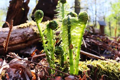 Close-up of succulent plant on field