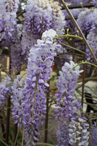 Close-up of purple flowering plants