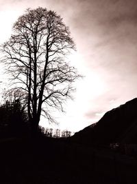 Silhouette of trees at sunset