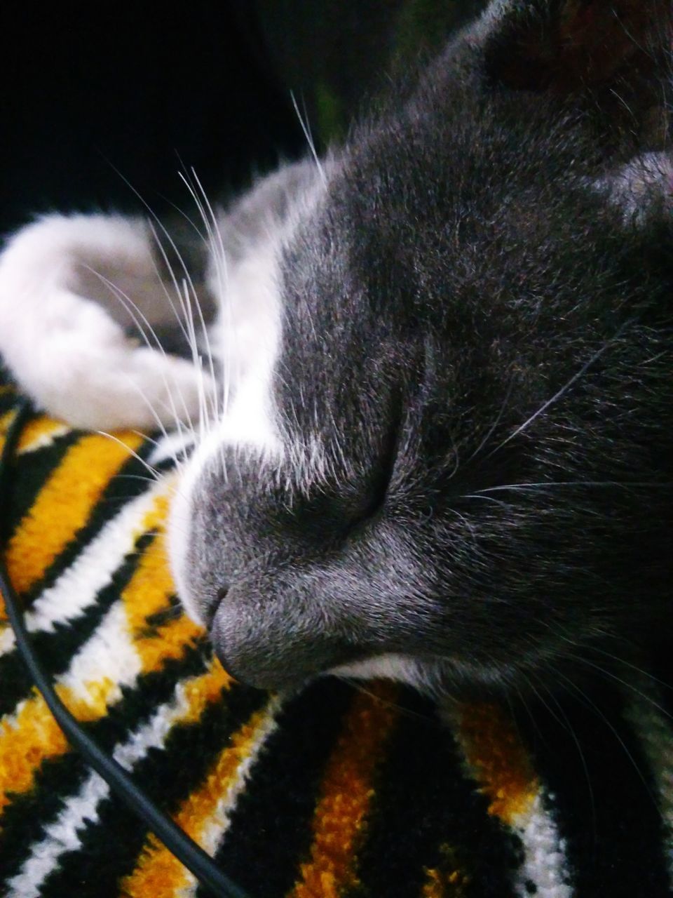 CLOSE-UP OF CAT ON CARPET