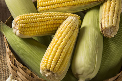 High angle view of corn