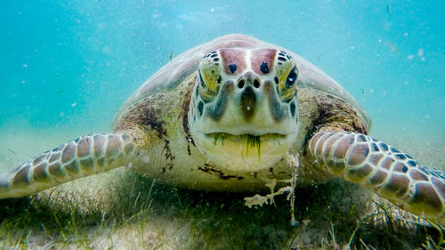 Extreme close-up of sea turtle eating grass underwater