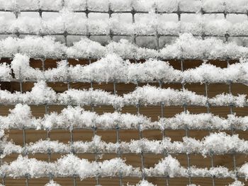 Close-up of white flowers on snow