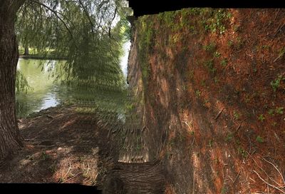 Scenic view of lake in forest