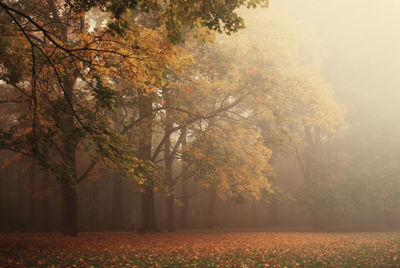 Trees in park