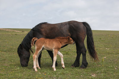 Portrait of baby foal suckling milk from her mother