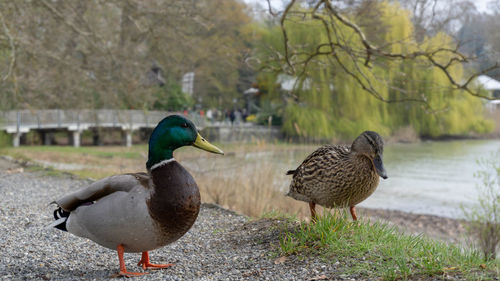 Mallard ducks on lakeshore