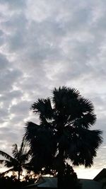 Low angle view of silhouette palm tree against sky