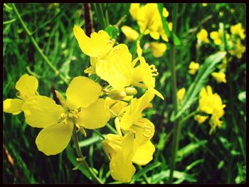 Close-up of yellow flower