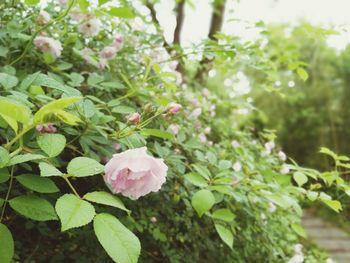 Close-up of pink flowers blooming outdoors