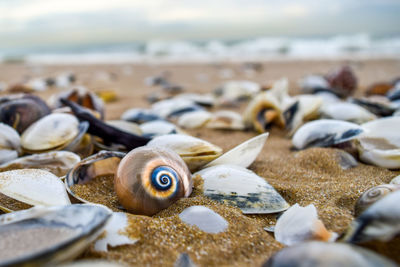 Close-up of seashells on beach