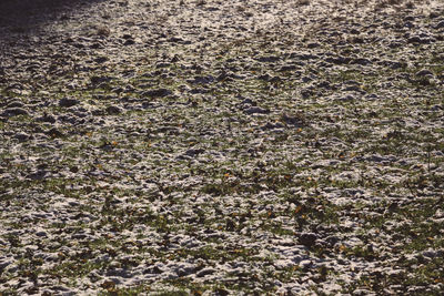 Full frame shot of plants growing on land