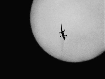 Silhouette of insect flying