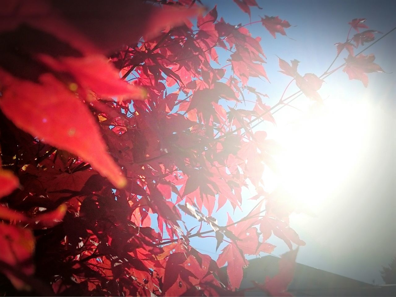 sun, sunbeam, tree, sunlight, growth, lens flare, beauty in nature, nature, branch, low angle view, leaf, sky, plant, tranquility, red, bright, outdoors, close-up, flower, sunset