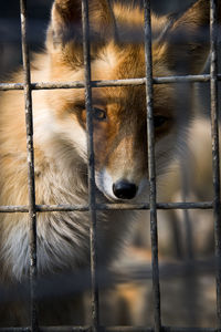 Close-up of dog in cage