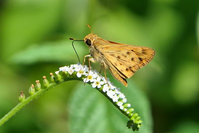 Close-up of butterfly pollinating on flower