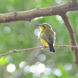 Close-up of bird perching on branch