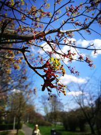 Low angle view of cherry blossoms against sky