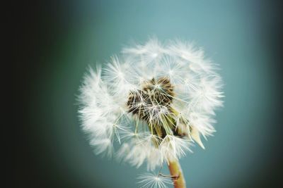 Close-up of dandelion against white background