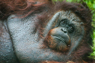 Close-up portrait of gorilla