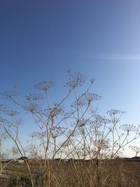 Plants growing on land against clear blue sky