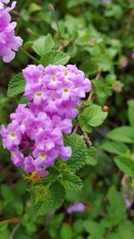 Close-up of flowers blooming outdoors