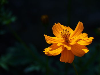 Close-up of yellow cosmos flower blooming outdoors