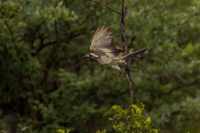 View of a bird flying