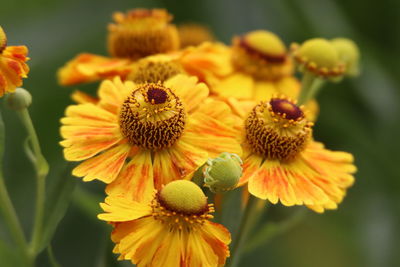 Close-up of honey bee on yellow flowering plant