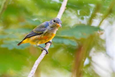 Close-up of bird perching on branch