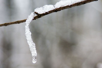 Close-up of frozen plant